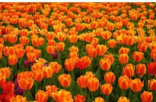 绝美！北京植物园40万株郁金香进入最佳观赏期