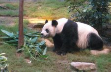 香港海洋公园最新研究 揭示在人类照顾下全球最长寿雄性大熊猫与栖息地的联系